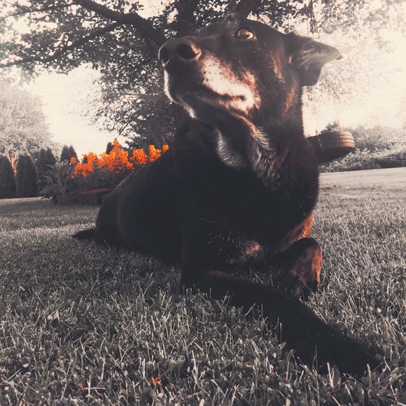 Meet your Posher, Mariah - Picture 3 of 7